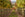 Hillier Tree Nurseries