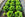 Top Tips for Growing Brassicas