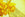 Daffodils - A Fantastic Sign of Spring