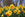 When to Plant Spring Bulbs