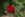 Top tips for growing roses