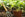 Topsoil vs Compost - What's the difference?