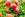 apples on tree