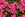 Pink flowers with green leaves in a garden setting