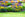 Colorful flower garden with a variety of flowers and green grass.