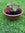 Potted plant with red and green leaves on a grassy background