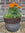 Potted plant with orange flowers against a brick wall