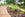 Organic bark mulch to side of brick border with plants growing
