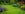Lush garden with a variety of flowers and green grass