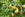 pears on tree