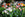 Colorful garden with tulips and other flowers in a backyard setting.