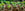 Small plants in biodegradable pots with a blurred green background