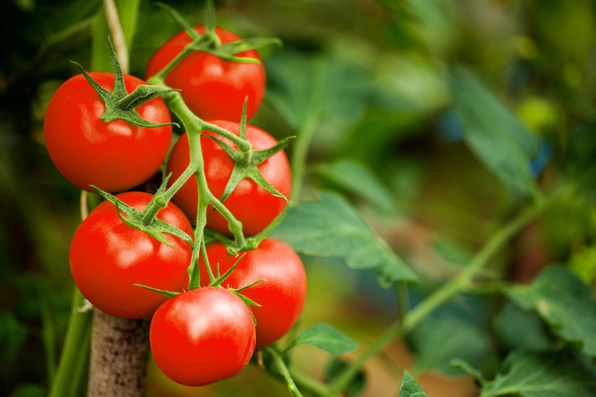 Tomatoes on vine