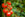 Tomatoes on vine
