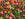 Multicolored tulips in a field