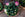 Potted plant with pink and white flowers on a stone surface