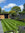 Lush green lawn turf with a garden and wooden shed under a blue sky.