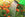 Watering garden watering can