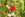 wildflower topsoil with poppies and daisies growing
