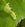 Caterpillar on leaf
