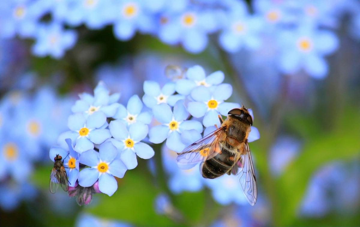 bee on plant