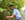 mike cutting a shrub