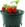 Strawberry plant in a pot with ripe strawberries on a white background