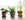 Growing Herbs Indoors