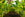 How to use succession planting in your garden