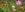 Plants for East-Facing Gardens