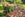 Bark and mulches