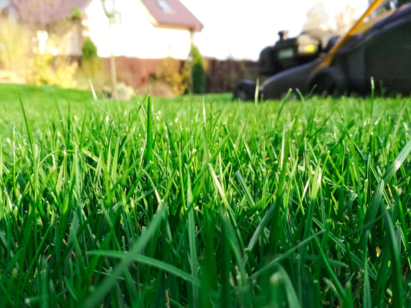 Improve Your Lawn | Lawn Care Products | Earth Cycle