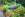 Create a vegetable garden