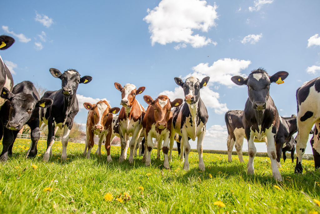 Group of cows standing on a grassy field with a blue sky.