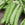 Green bean pods on a wooden surface