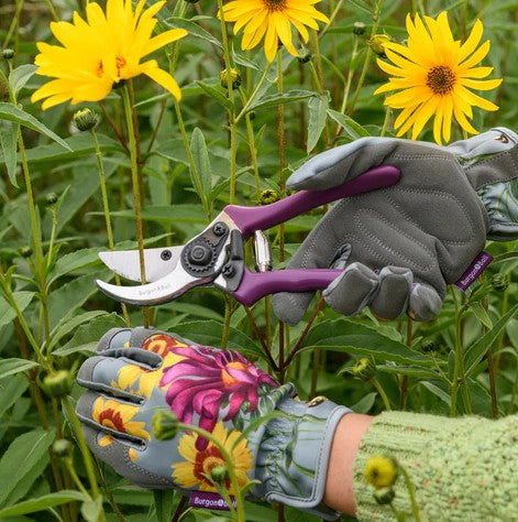 Person wearing gardening gloves holding a pair of purple garden secateurs with yellow flowers in the background.