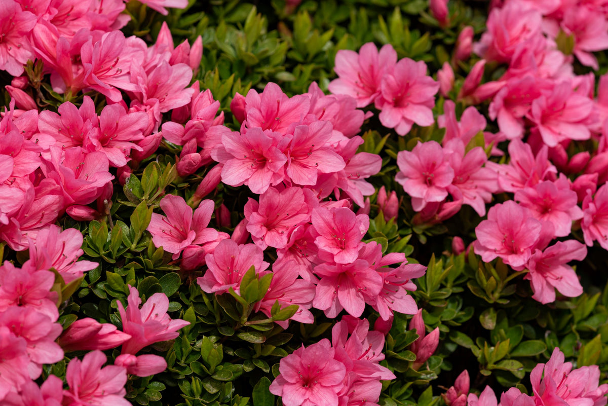 Pink flowers with green leaves in a garden setting