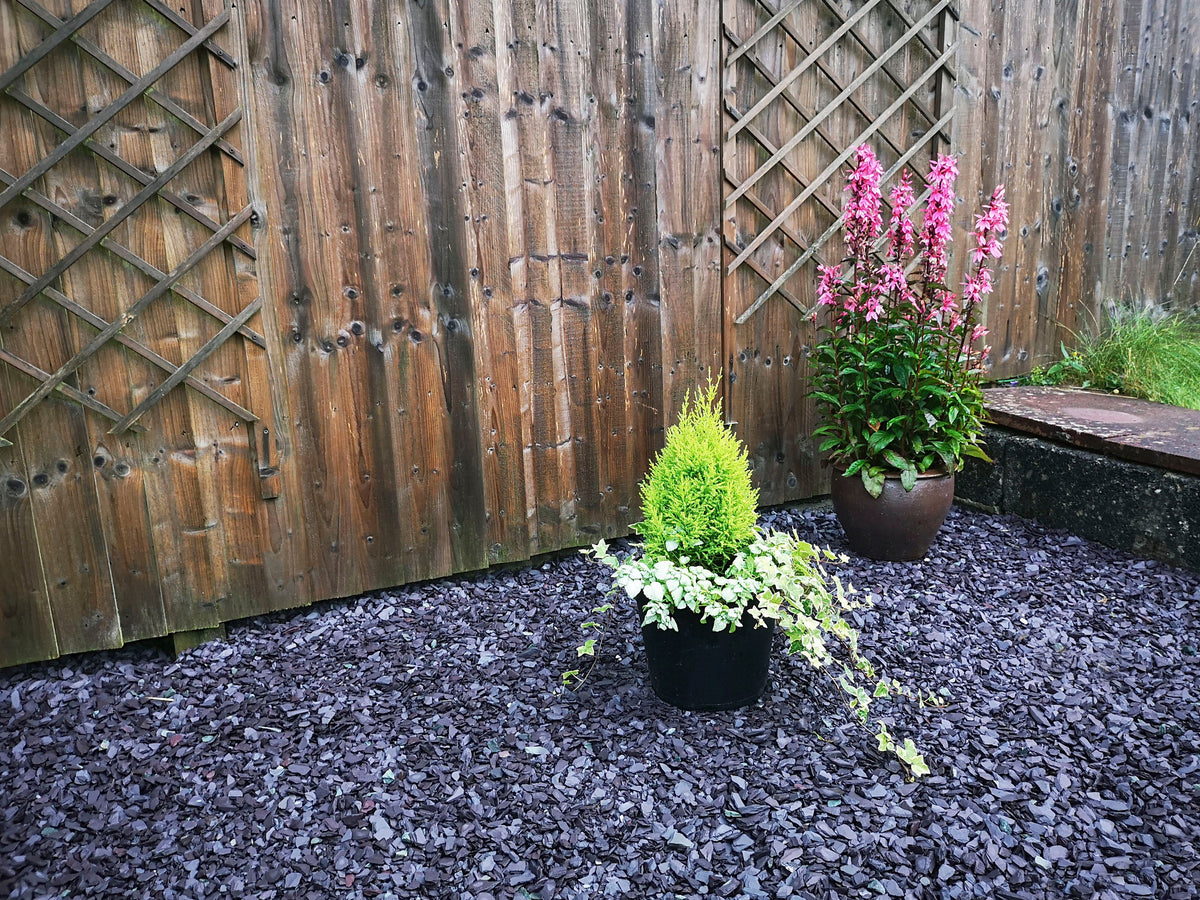 Potted plants on a blue slate chipping surface with a wooden fence in the background