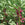 Broad bean Crimson Flowered Vegetable Seeds