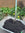 Cow Compost