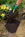 Person adding compost mulch to beds with a shovel in a garden