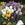 Colorful crocus flowers in a garden setting with rocks and grass.