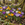 Crocus Species Mixed Bulbs