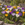 Crocus Species Mixed Bulbs