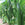 Green cucumbers growing on a vine with leaves in a garden setting