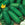 Green cucumbers with a yellow flower on a wooden surface