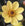 Close-up of a yellow flower with a brown center against a blurred background