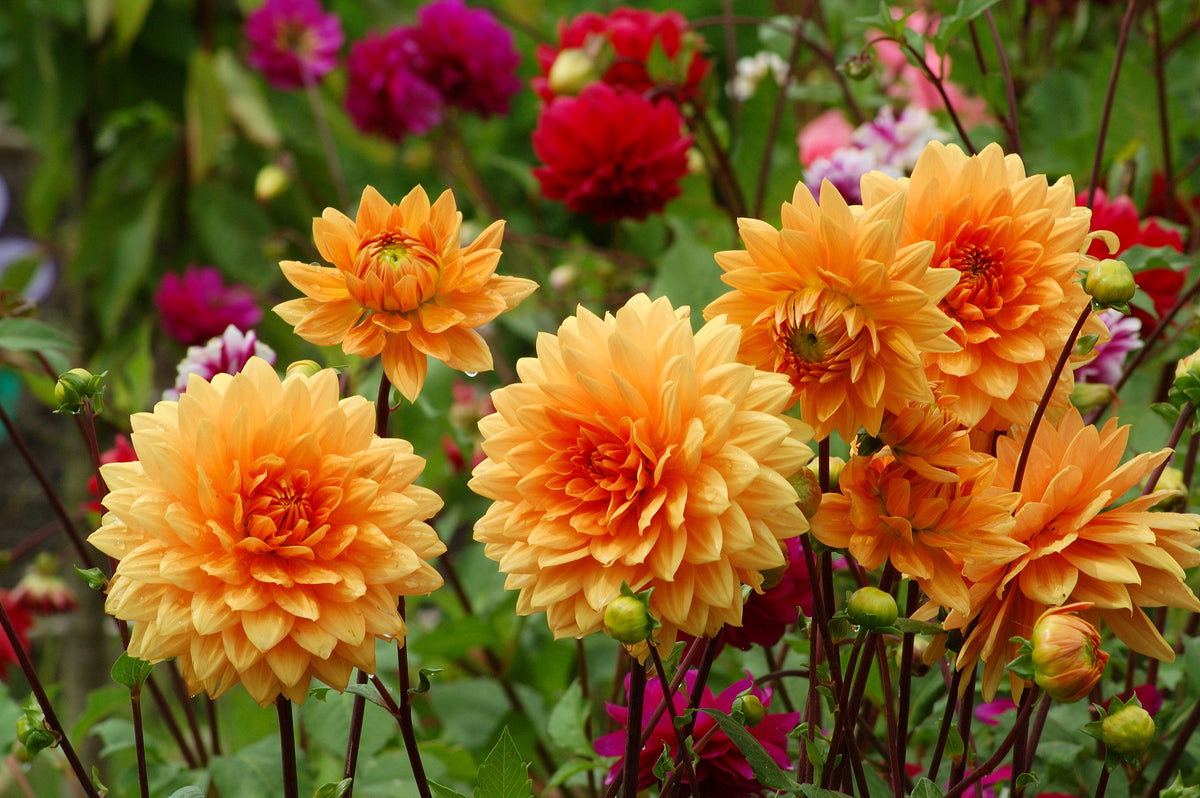 Group of yellow dahlias with blurred pink and red flowers in the background