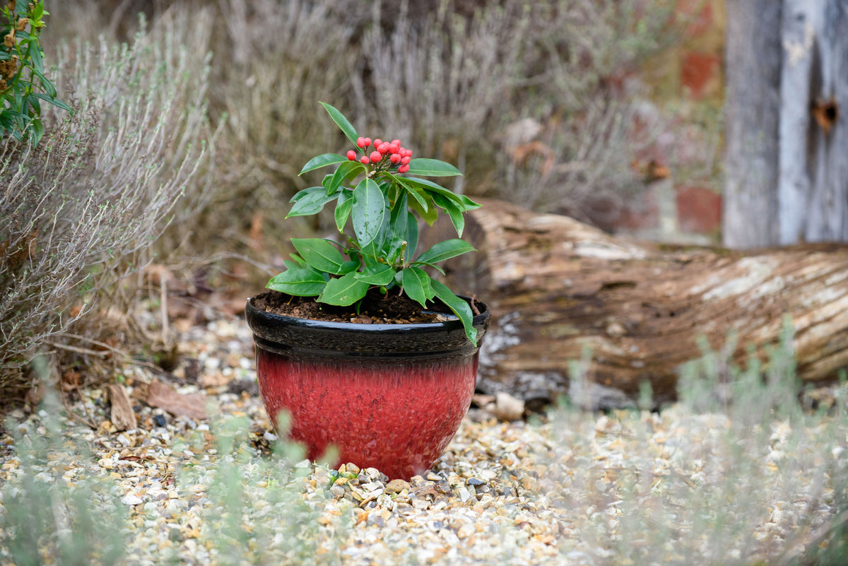 Small potted plant in a red pot on pebbles with a natural background