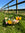Floral arrangement in a woven trug basket
